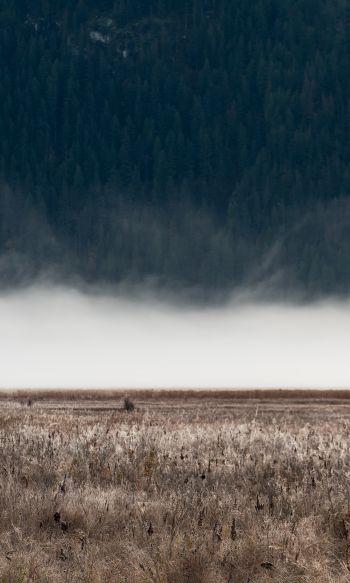 field, fog, landscape Wallpaper 1200x2000