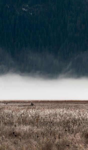 field, fog, landscape Wallpaper 600x1024