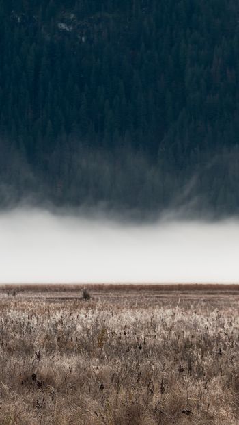 field, fog, landscape Wallpaper 640x1136