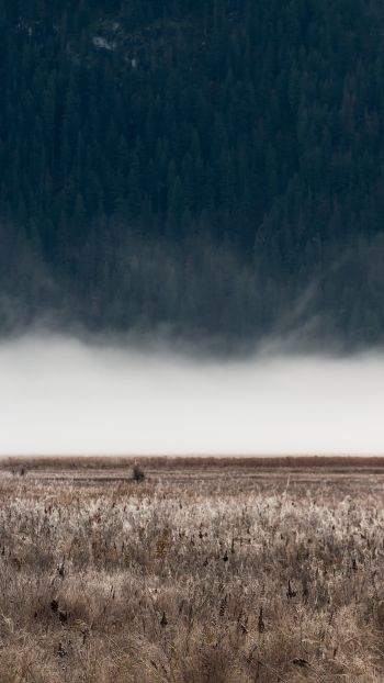 field, fog, landscape Wallpaper 1440x2560