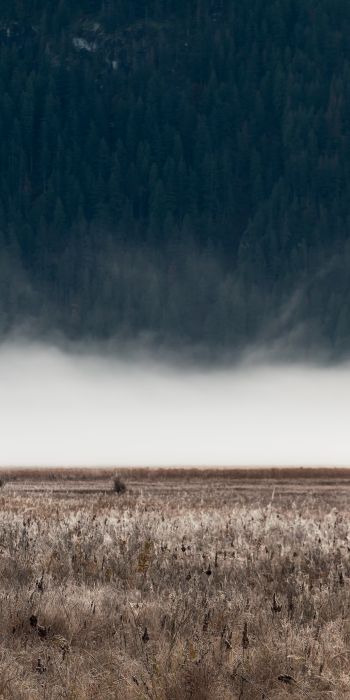 field, fog, landscape Wallpaper 720x1440