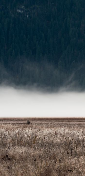 field, fog, landscape Wallpaper 1080x2220