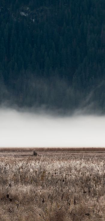 field, fog, landscape Wallpaper 1080x2280