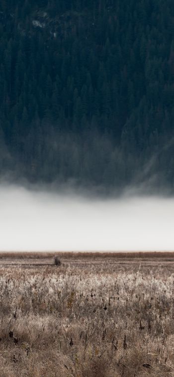 field, fog, landscape Wallpaper 1170x2532