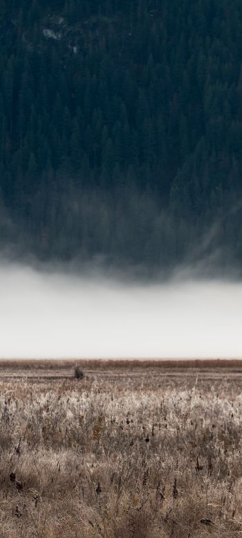 field, fog, landscape Wallpaper 1080x2400