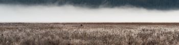 field, fog, landscape Wallpaper 1590x400