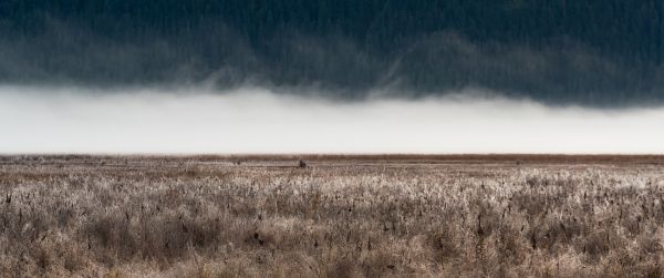 field, fog, landscape Wallpaper 3440x1440