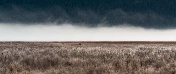 field, fog, landscape Wallpaper 2560x1080