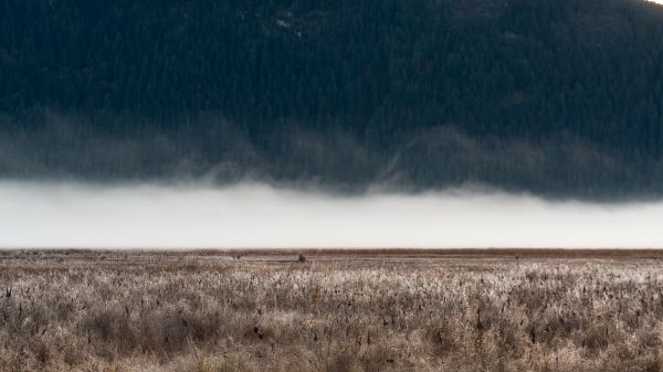 field, fog, landscape Wallpaper 2048x1152