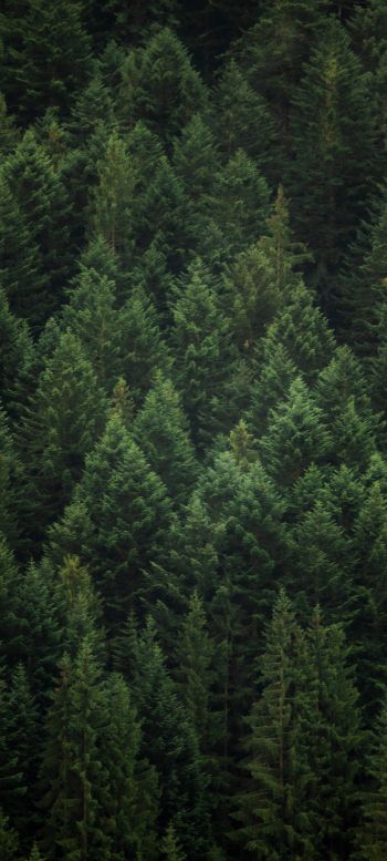 bird's eye view, forest, green Wallpaper 1080x2400