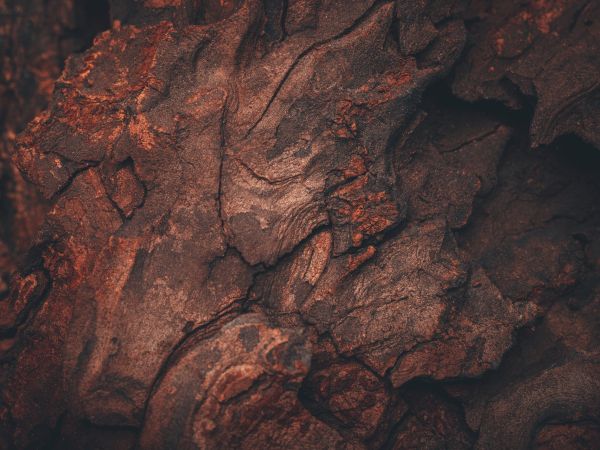 tree bark, tree, background Wallpaper 800x600