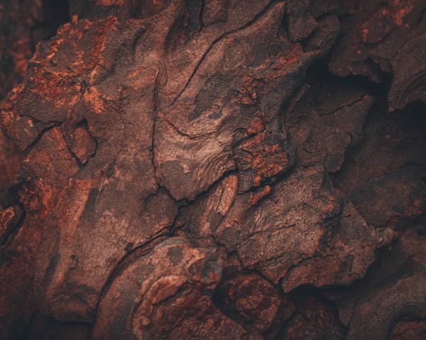 tree bark, tree, background Wallpaper 1280x1024