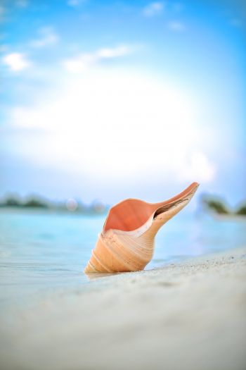 Maldives, shell, beach Wallpaper 640x960