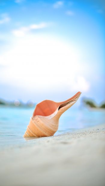Maldives, shell, beach Wallpaper 640x1136