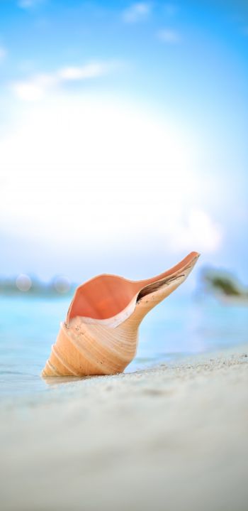 Maldives, shell, beach Wallpaper 1080x2220