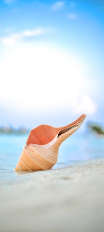 Maldives, shell, beach Wallpaper 1080x2400