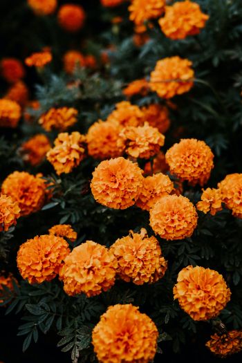 geranium, orange Wallpaper 640x960