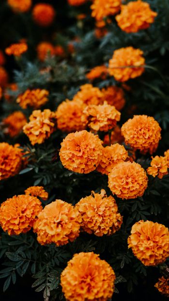 geranium, orange Wallpaper 640x1136