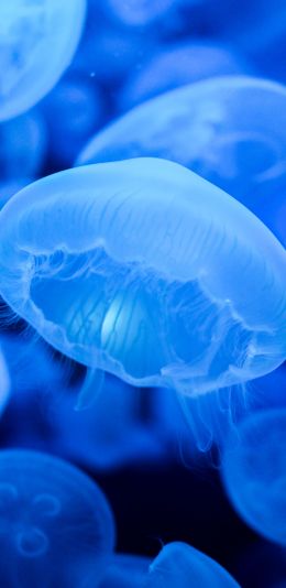 jellyfish, blue, underwater world Wallpaper 1080x2220