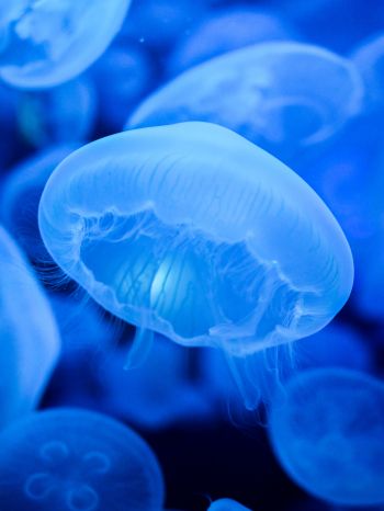 Обои 1668x2224 медузы, синий, подводный мир