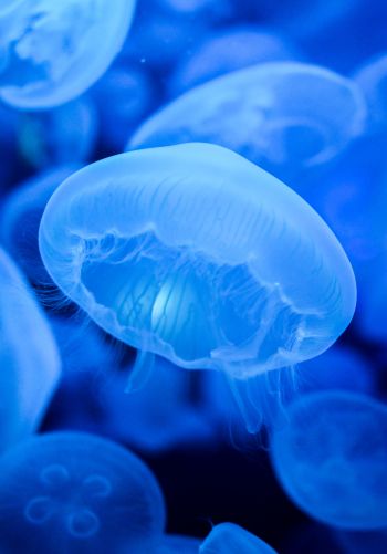 jellyfish, blue, underwater world Wallpaper 1668x2388