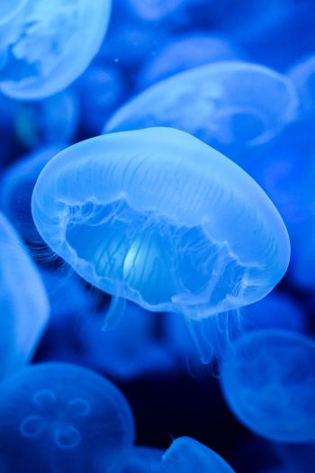 Обои 640x960 медузы, синий, подводный мир