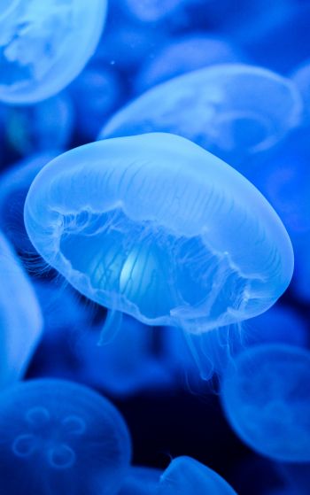 Обои 1752x2800 медузы, синий, подводный мир