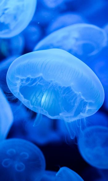 Обои 1200x2000 медузы, синий, подводный мир