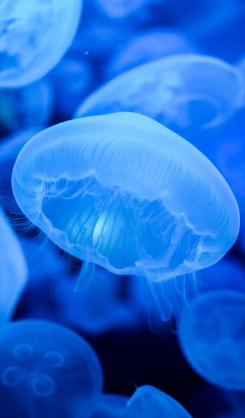 Обои 600x1024 медузы, синий, подводный мир