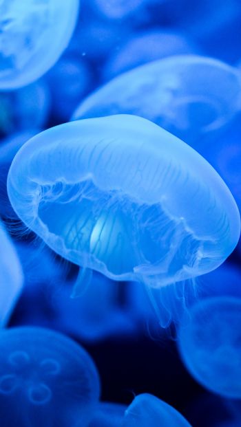Обои 640x1136 медузы, синий, подводный мир