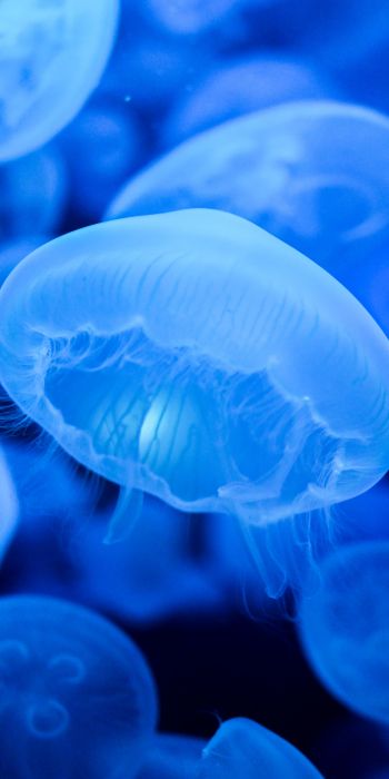 Обои 720x1440 медузы, синий, подводный мир