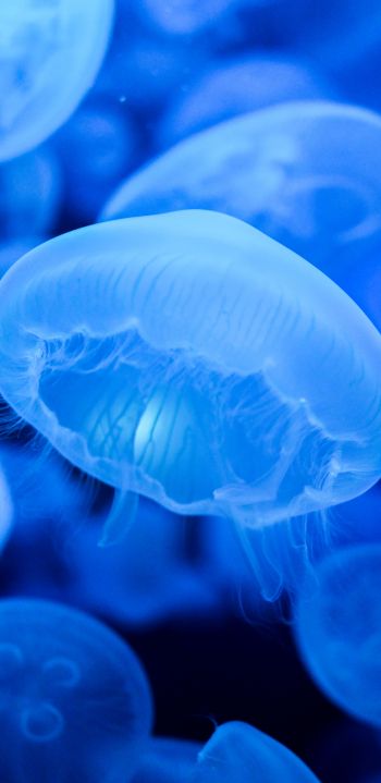 Обои 1440x2960 медузы, синий, подводный мир