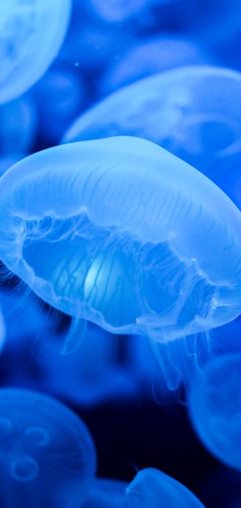 Обои 1440x3040 медузы, синий, подводный мир