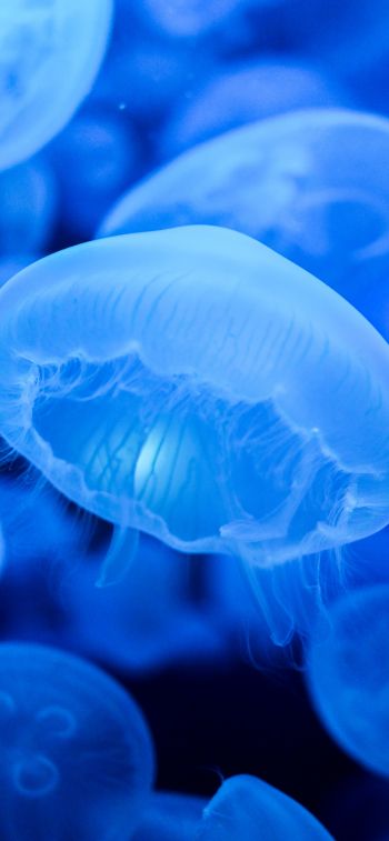 Обои 828x1792 медузы, синий, подводный мир