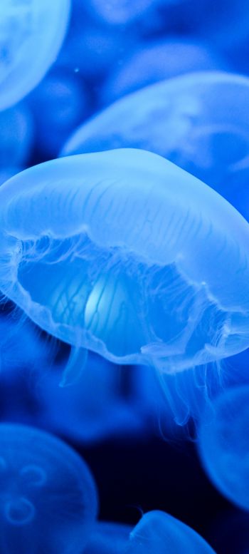 Обои 1440x3200 медузы, синий, подводный мир
