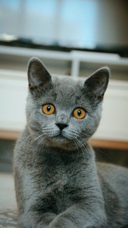 Обои 1440x2560 кошка, домашний питомец, серый