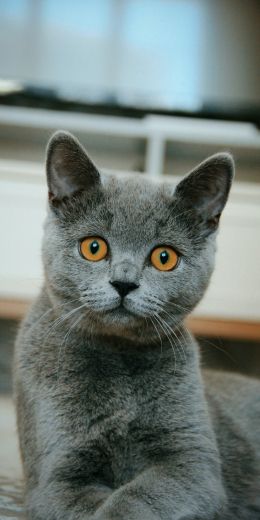 cat, pet, gray Wallpaper 720x1440