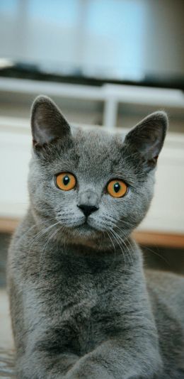 cat, pet, gray Wallpaper 1080x2220