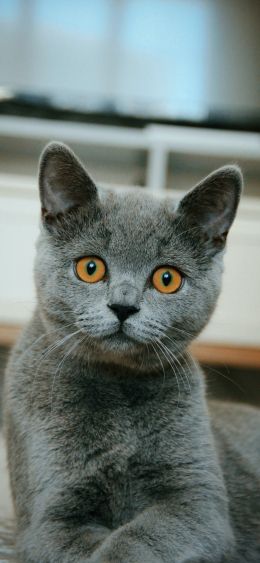 cat, pet, gray Wallpaper 1080x2340