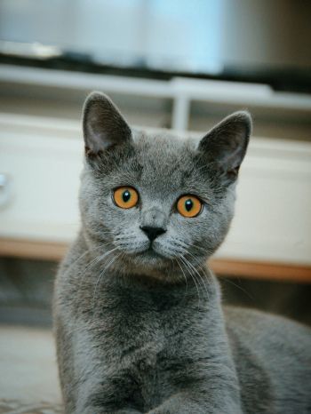 Обои 1536x2048 кошка, домашний питомец, серый