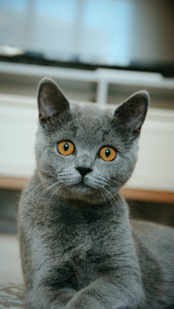 Обои 640x1136 кошка, домашний питомец, серый