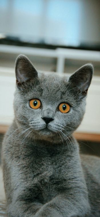 Обои 1242x2688 кошка, домашний питомец, серый