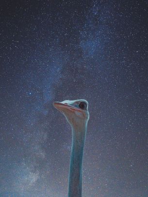 ostrich, starry sky Wallpaper 1668x2224