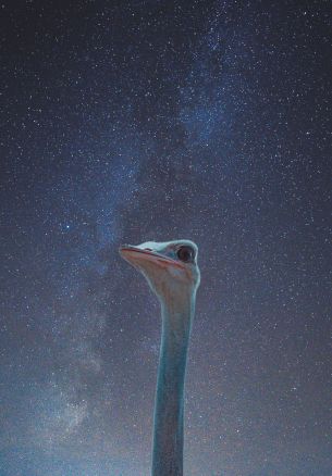 ostrich, starry sky Wallpaper 1640x2360