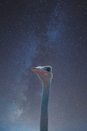 ostrich, starry sky Wallpaper 4000x6000