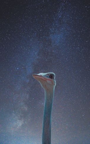 ostrich, starry sky Wallpaper 1752x2800