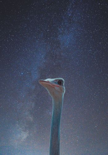 ostrich, starry sky Wallpaper 1668x2388