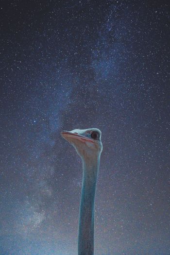 ostrich, starry sky Wallpaper 640x960