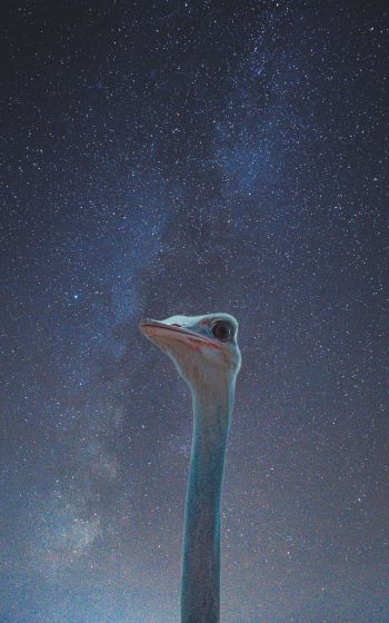 ostrich, starry sky Wallpaper 1600x2560