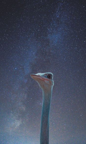 ostrich, starry sky Wallpaper 1200x2000